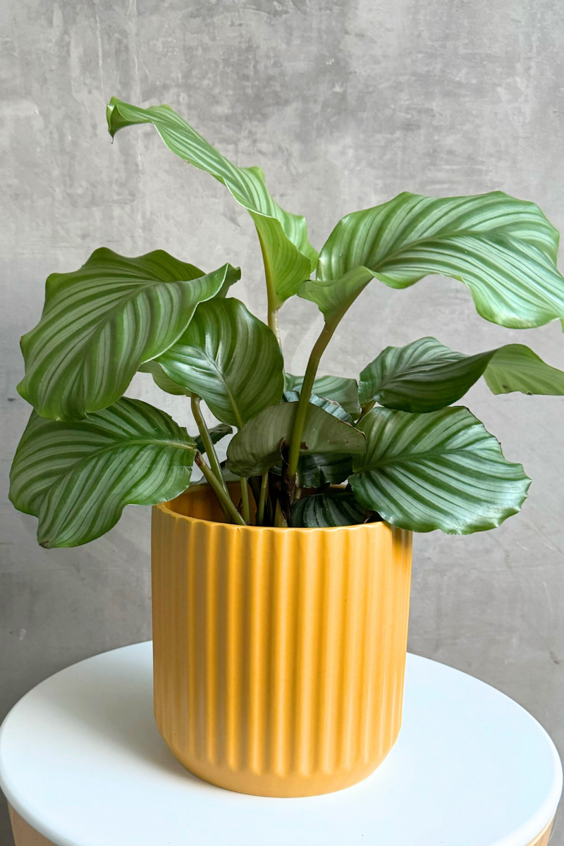 mustard indoor plant pot Beam Ceramic Pot in Mustard – ECOVIBE