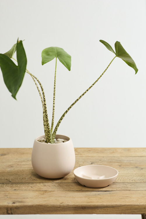 Dalton Pot + Saucer