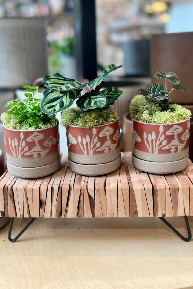 decorative pots for plants indoor 2" Houseplants (Assorted Varieties) – ECOVIBE
