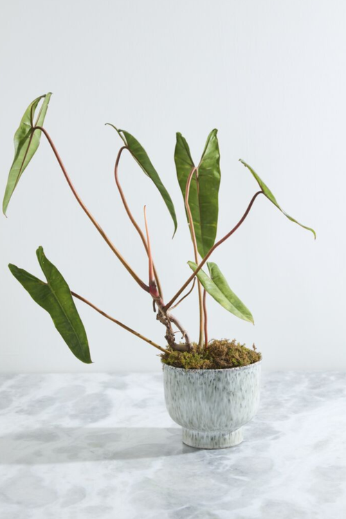 Hayden Footed Ceramic Pot