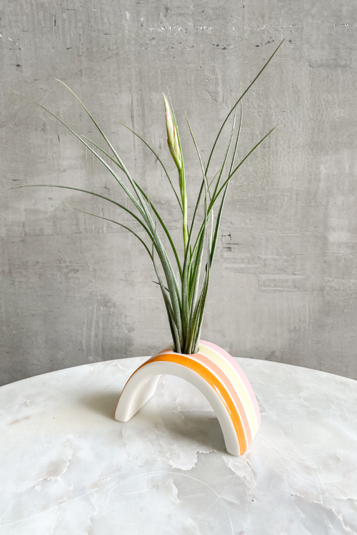 Hope Rainbow Tillandsia Holder