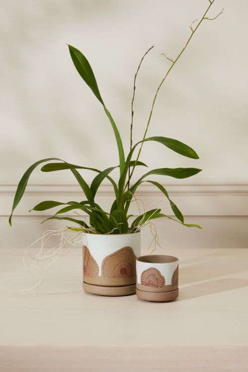 Protea Pot + Saucer