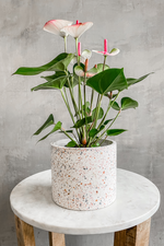 2 of 5:White Terrazzo Pot