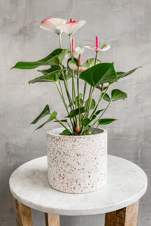 White Terrazzo Pot