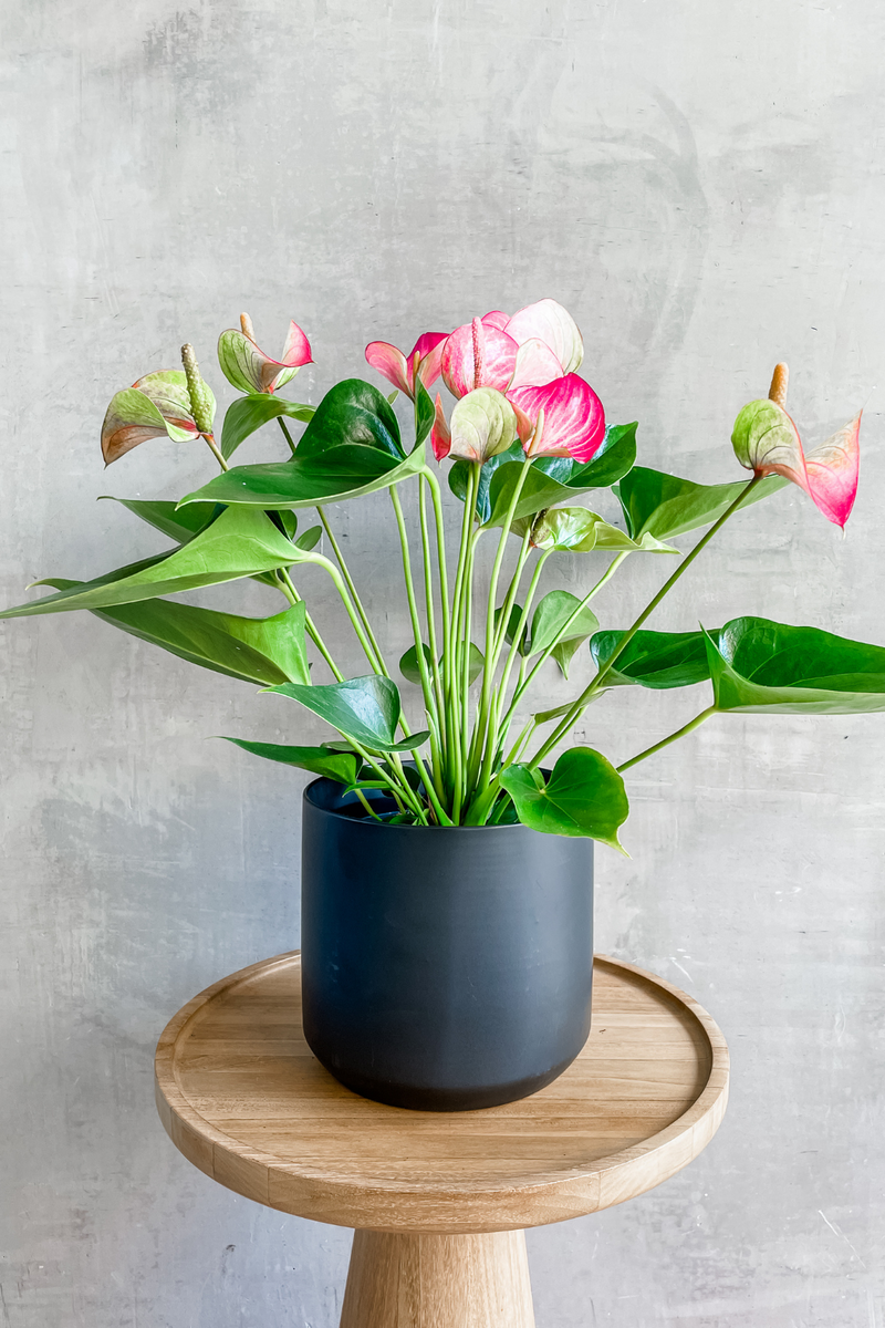 Anthurium-Pink-Variegated-Black-Kendall-Ceramic-Pot
