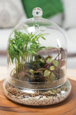 3 of 3:Terrarium Cloche