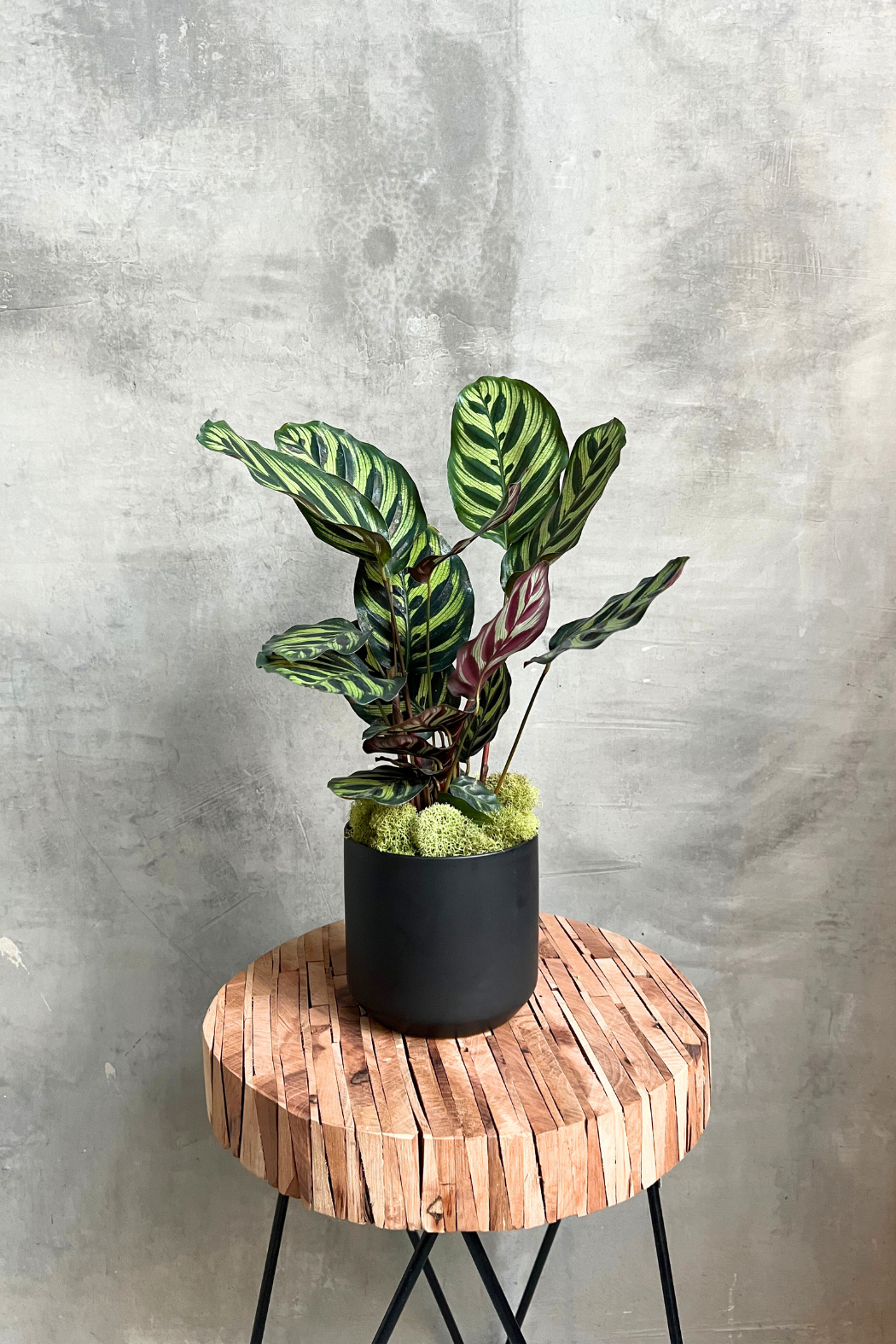 calathea makoyana prayer plant Calathea 'Makoyana' – ECOVIBE