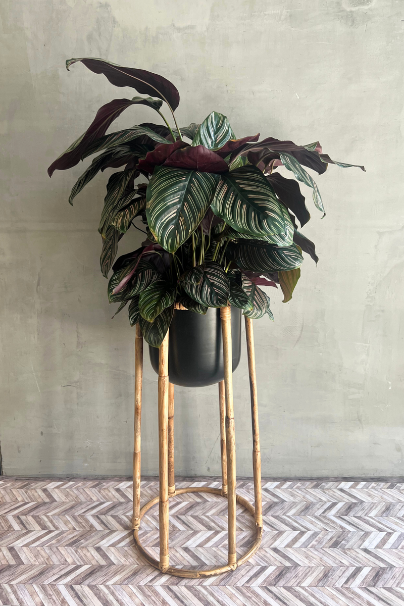 calathea ornata indoor plant Calathea 'Ornata' – ECOVIBE