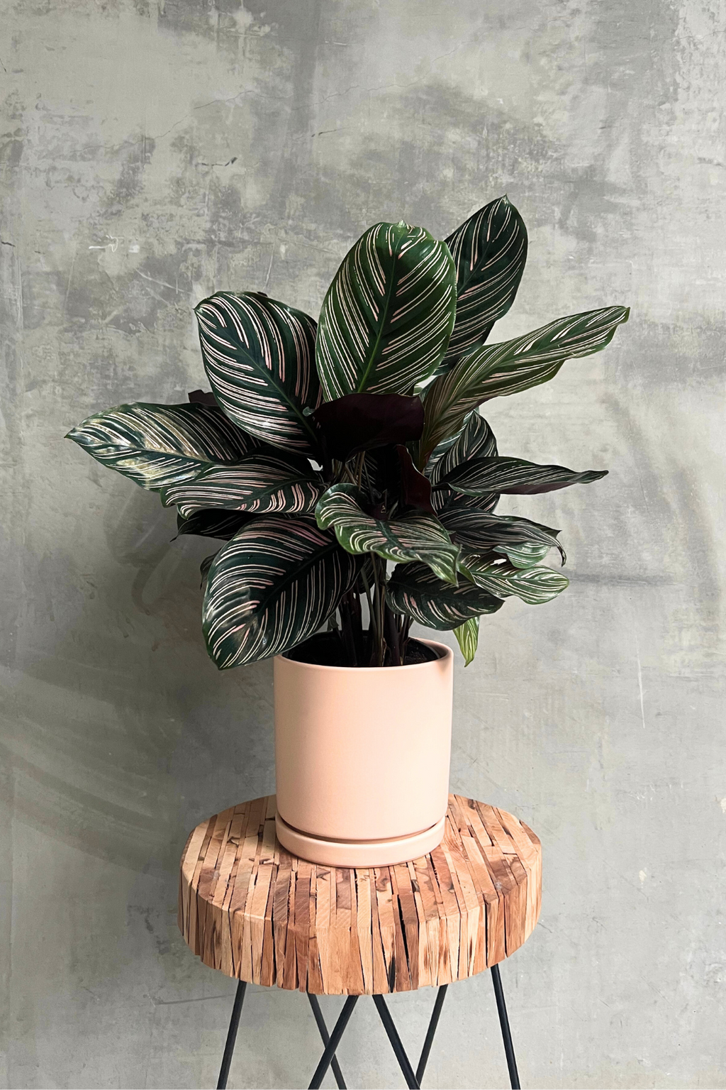 calathea ornata kaufen Calathea 'Ornata' – ECOVIBE