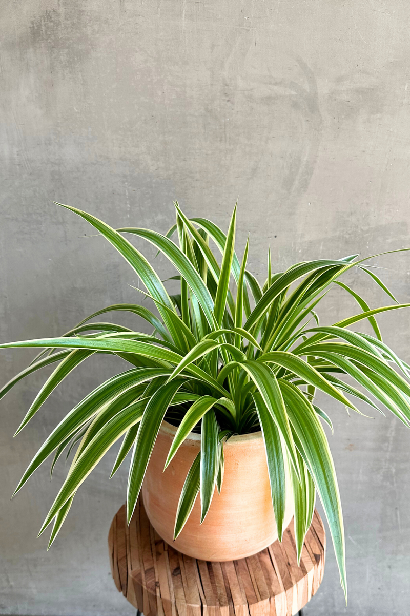 Chlorophytum-Spider-Plant-Lerato-Terracotta-Pot