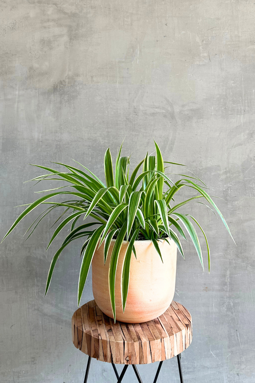Chlorophytum-Spider-Plant-Lerato-Terracotta-Pot