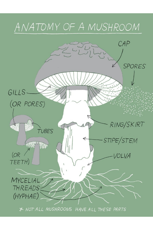 Pocket Nature: Mushroom Hunting