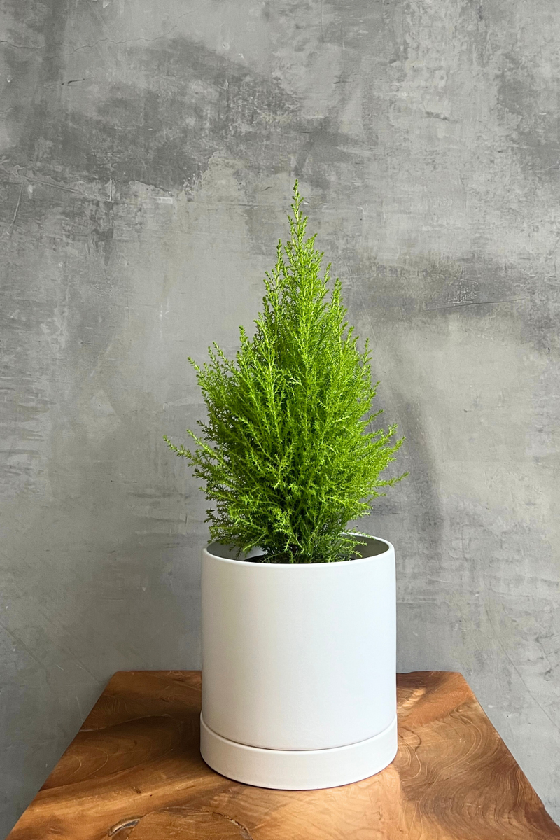 Cupressus-Lemon-Cypress-Tree