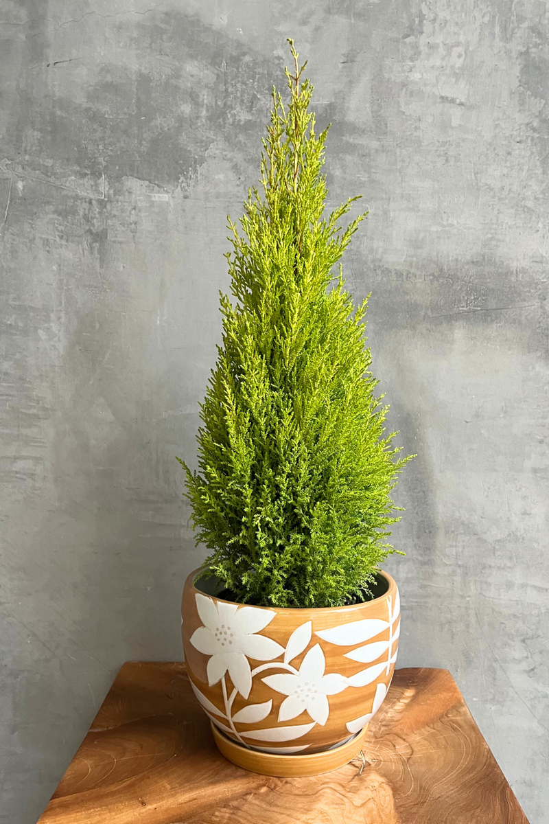 Cupressus-Lemon-Cypress-Tree