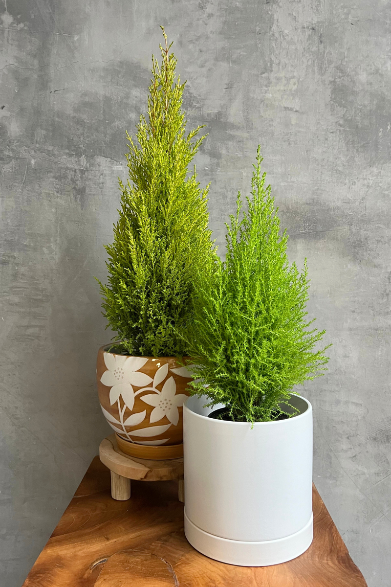 Cupressus-Lemon-Cypress-Tree