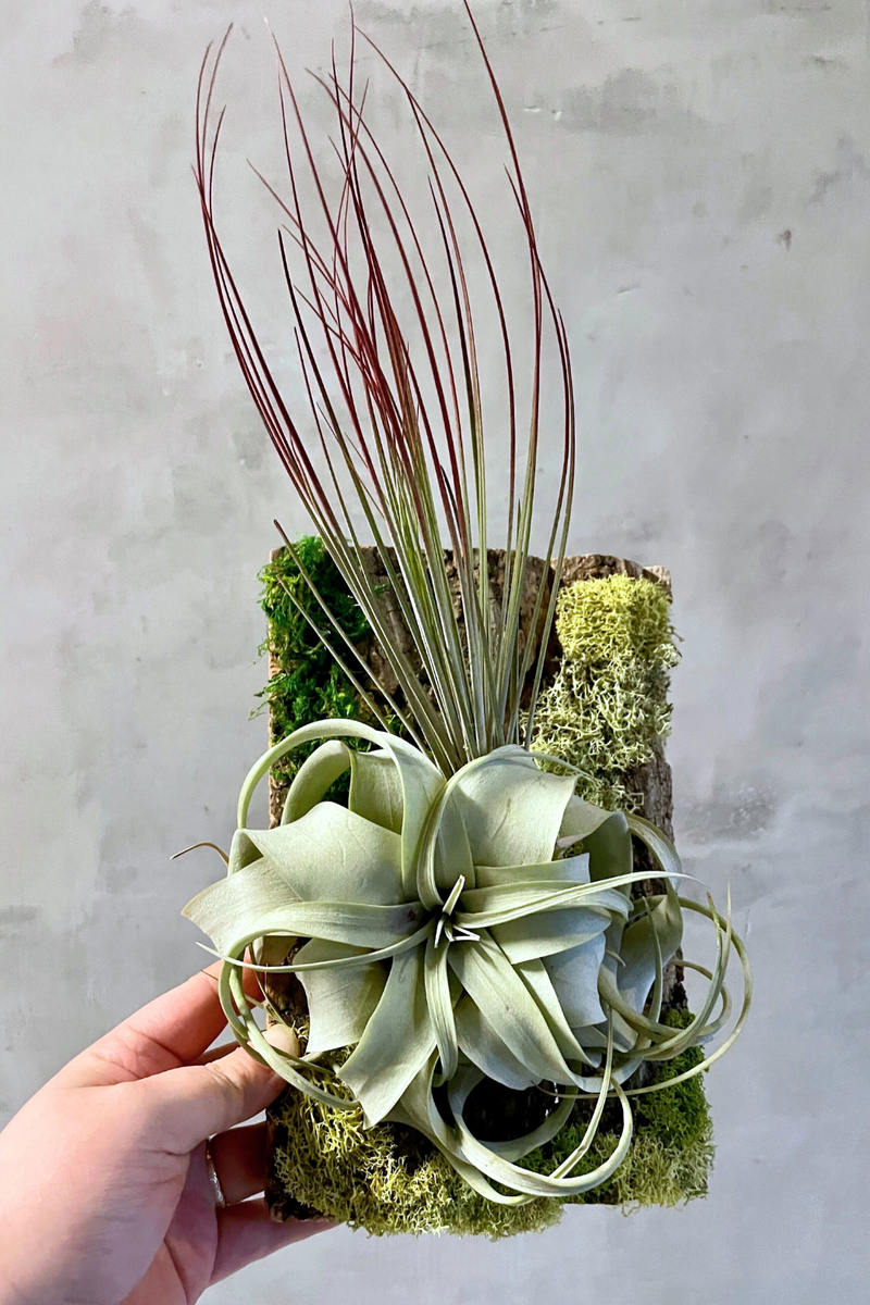 air plant mount Air Plant Mount – ECOVIBE