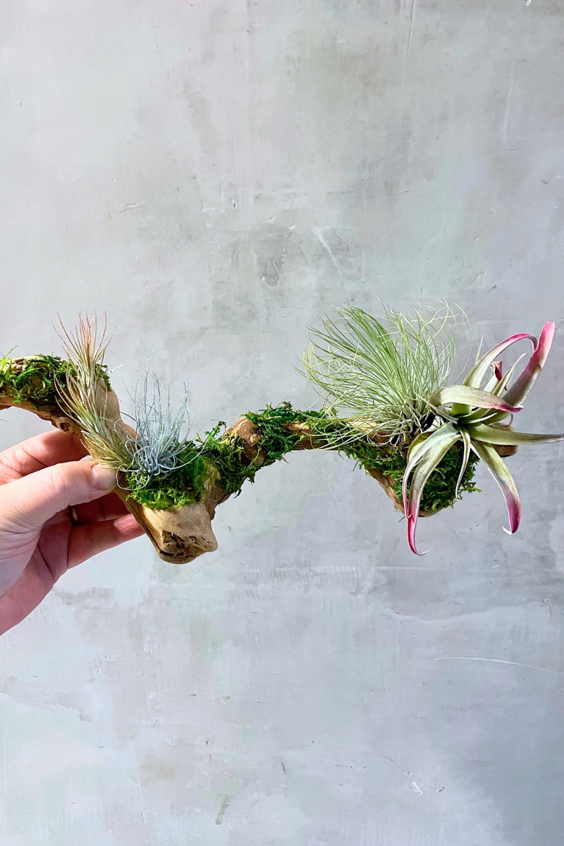 air plant mounting Air Plant Mount – ECOVIBE