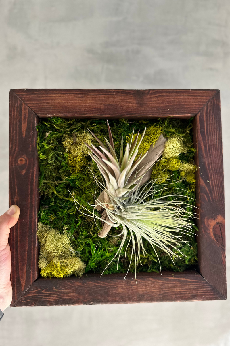 ECOVIBE-Air-Plant-Mount-Wood-Frame-With-Air-Plants