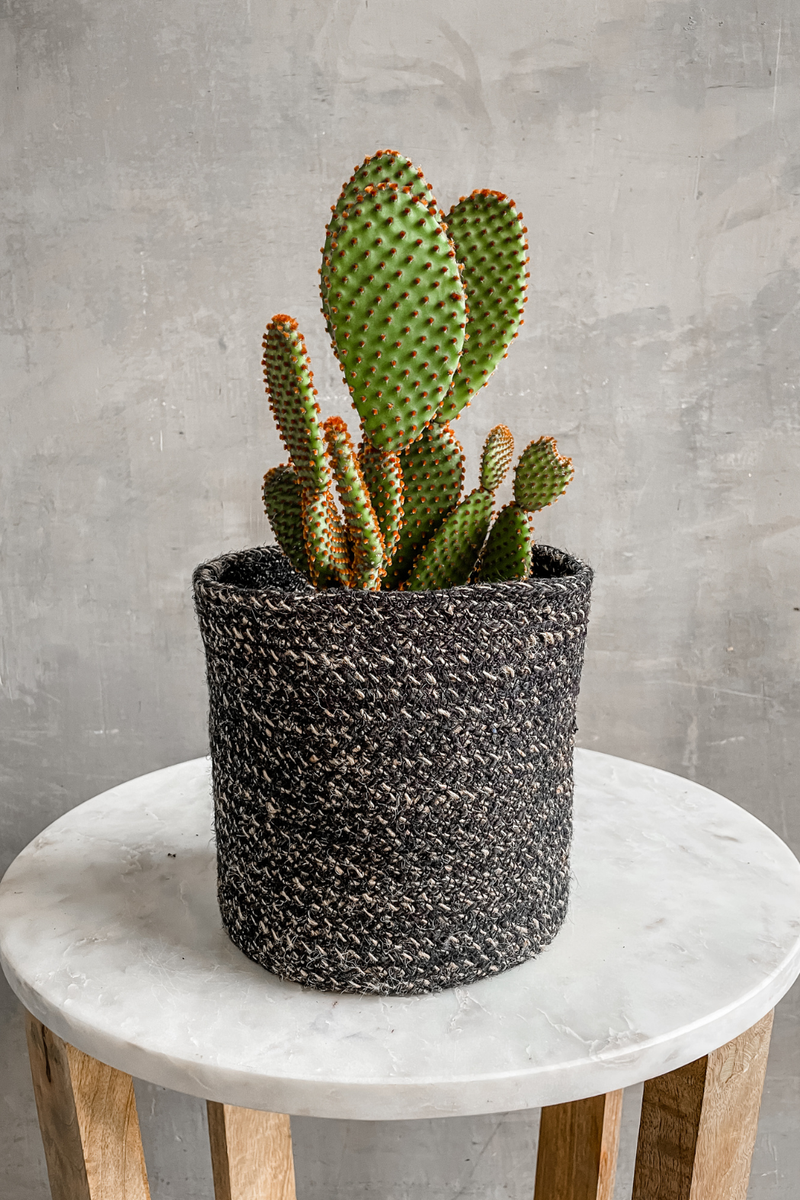 ECOVIBE-Assorted-Cacti-Opuntia-Bunny-Ears-Cactus