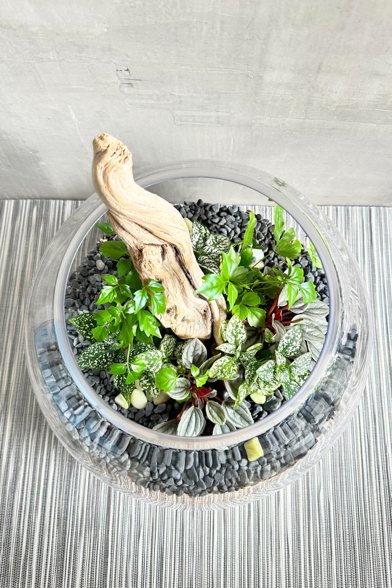 ECOVIBE-Custom-Made-Terrarium