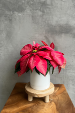 1 of 11:Euphorbia 'Poinsettia'