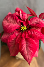 10 of 11:Euphorbia 'Poinsettia'