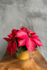 11 of 11:Euphorbia 'Poinsettia'