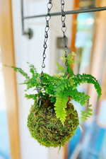 2 of 3:Hanging Kokedama Plant