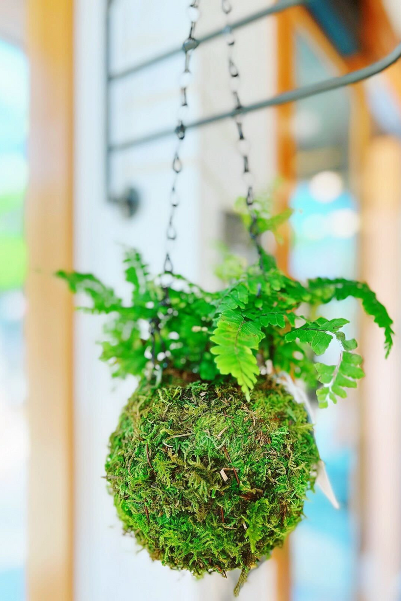 ECOVIBE-Kokedama-Fern