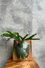 ECOVIBE-Mounted-Staghorn-Fern