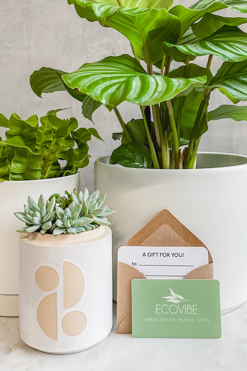 ECOVIBE Gift Card