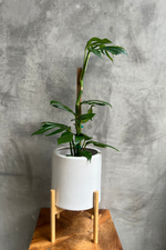1 of 8:Rhaphidophora 'Decursiva'