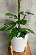 3 of 8:Rhaphidophora 'Decursiva'