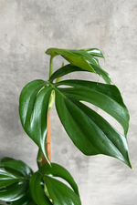 2 of 8:Rhaphidophora 'Decursiva'