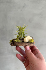 ECOVIBE-Small-Driftwood-Air-Plant-Mount