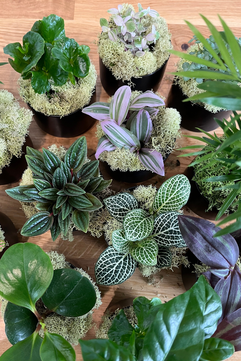 robust indoor plants 2" Houseplants (Assorted Varieties) – ECOVIBE