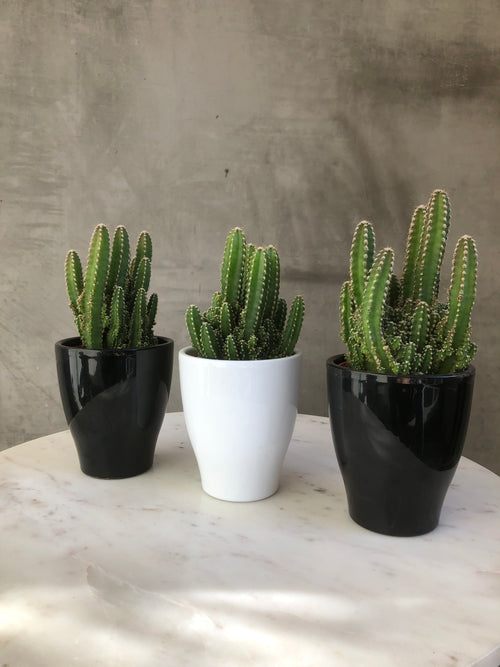 Acanthocereus 'Fairy Castle Cactus'