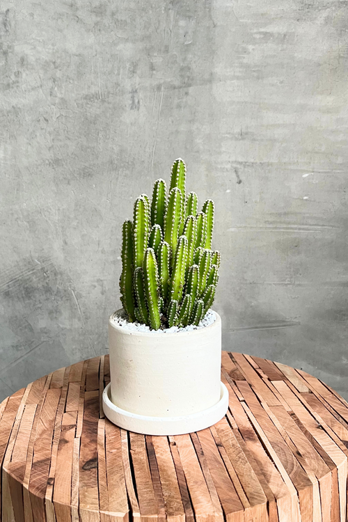 Acanthocereus 'Fairy Castle Cactus'