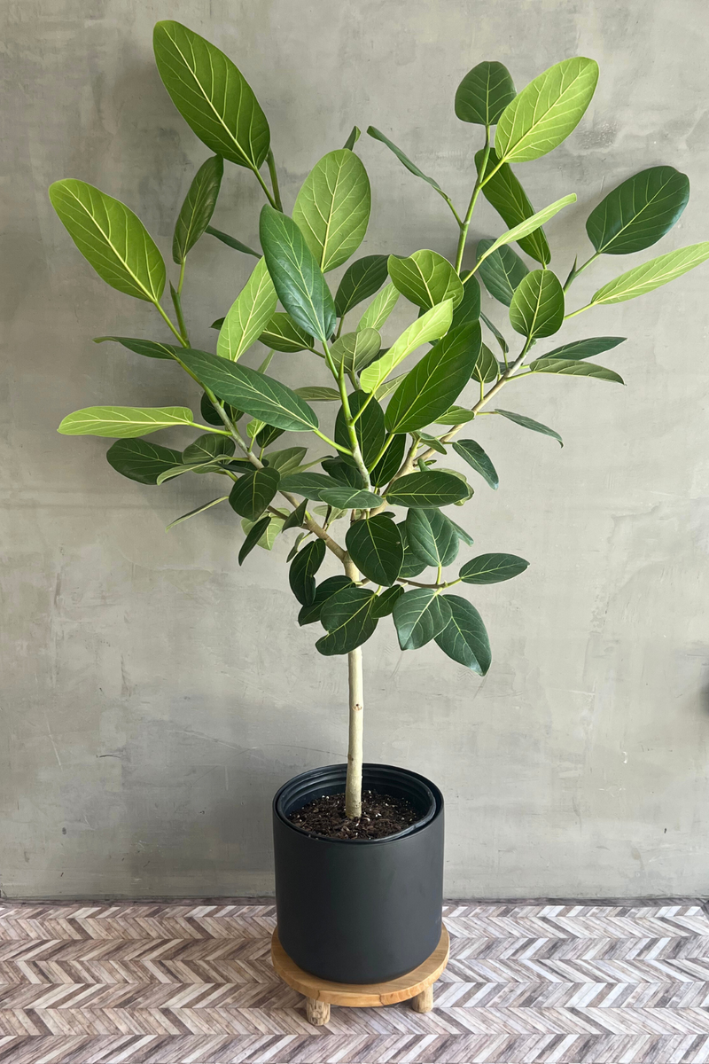 Ficus-Audrey-Black-Kendall-Pot