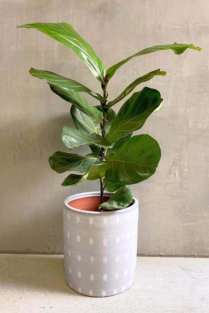 Ficus-Lyrata -Fiddle-Leaf-Fig- Standard-