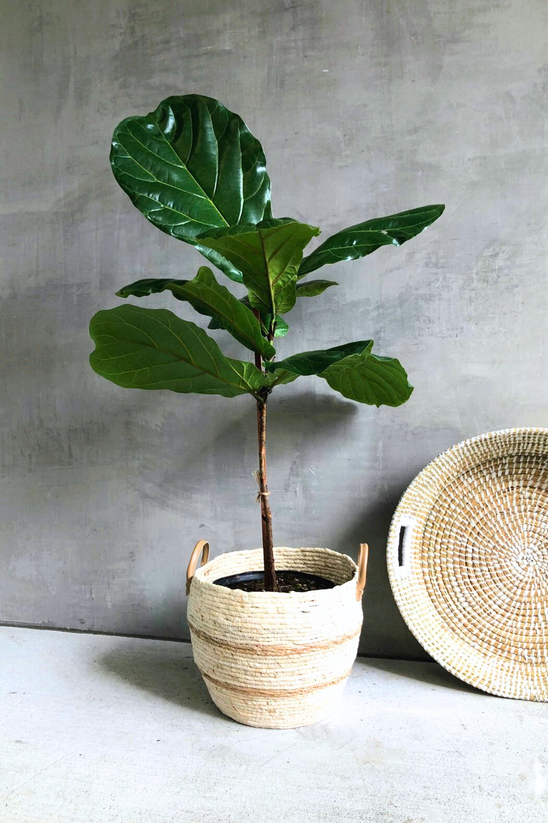 Ficus 'Lyrata Standard'