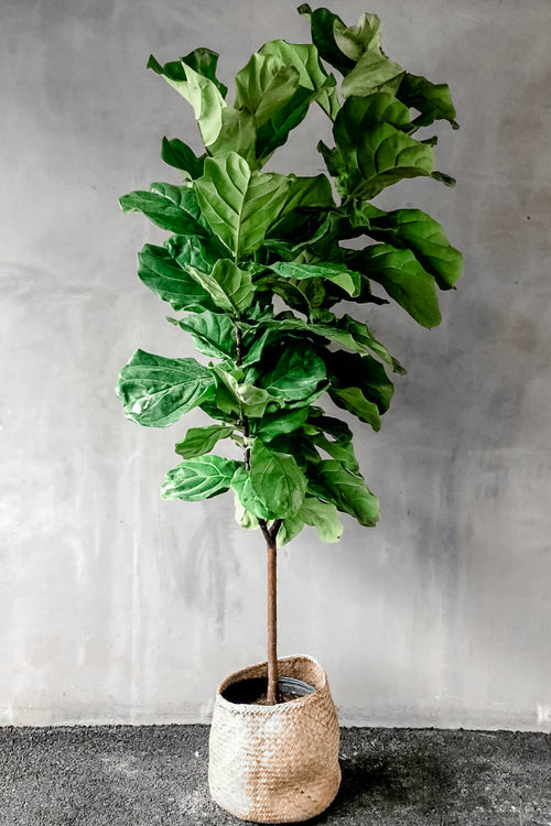 Ficus Lyrata Standard 'Fiddle Leaf Fig'