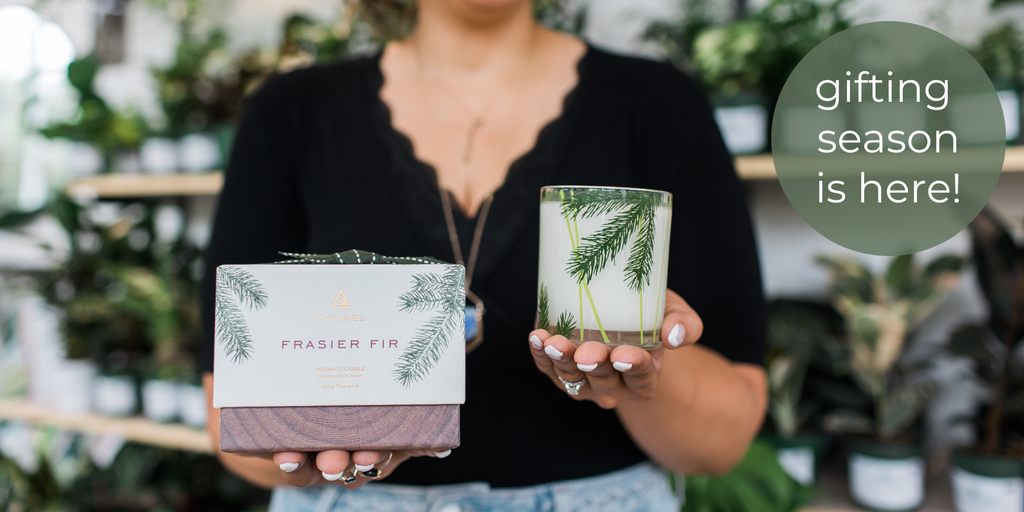 Person holding a candle and packaging with 'Frasier Fir' branding, surrounded by plants.