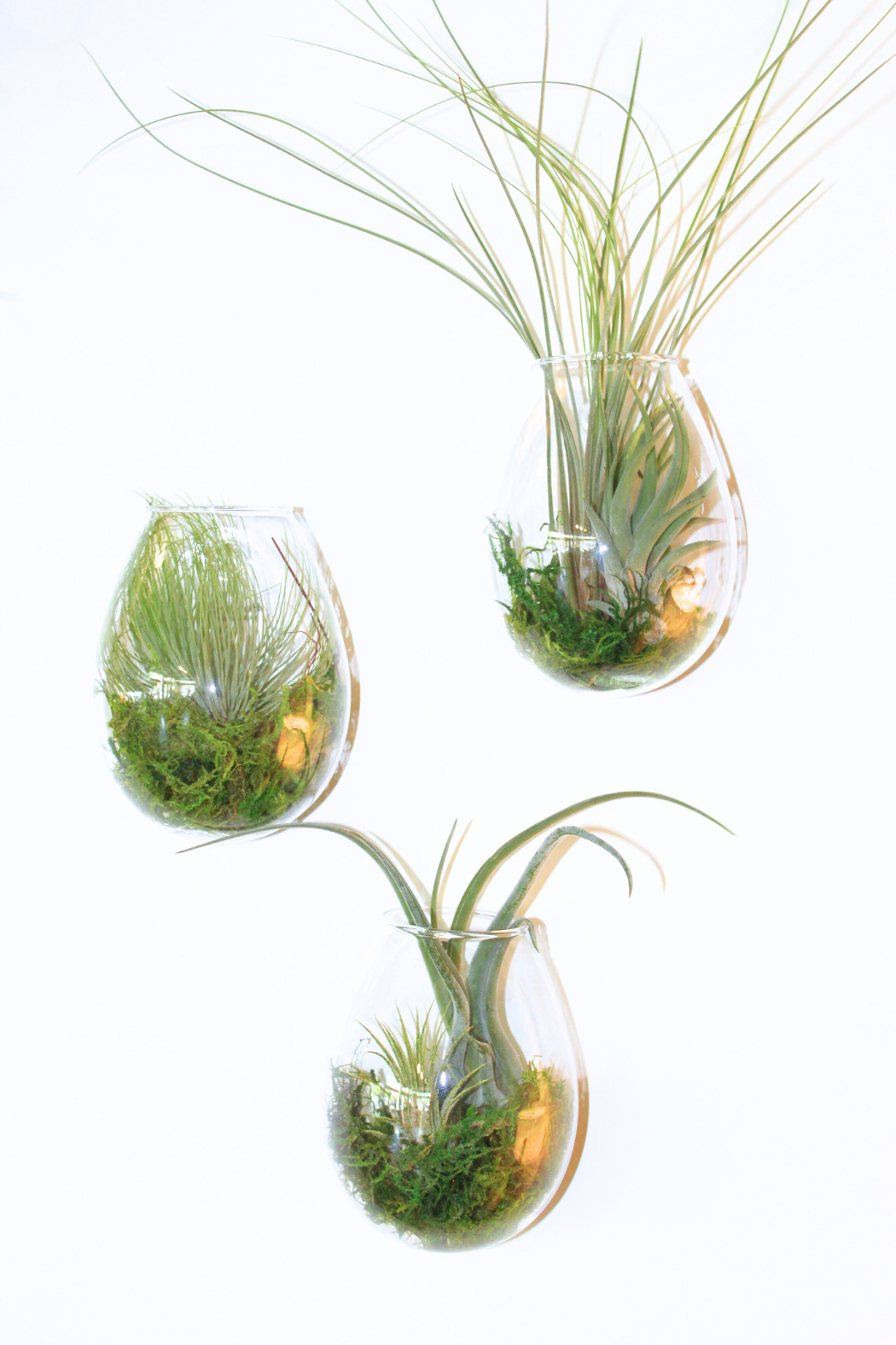 air plant wall terrarium Sole Wall Glass Terrarium – ECOVIBE