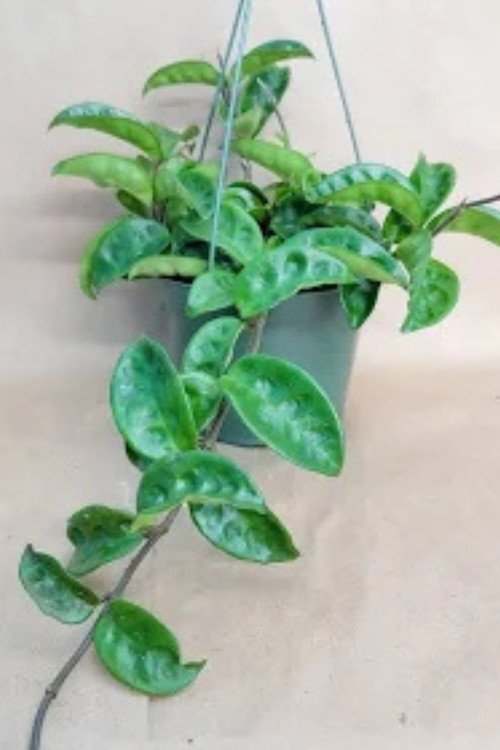 Hoya Carnosa 'Krinkle Wax Plant'