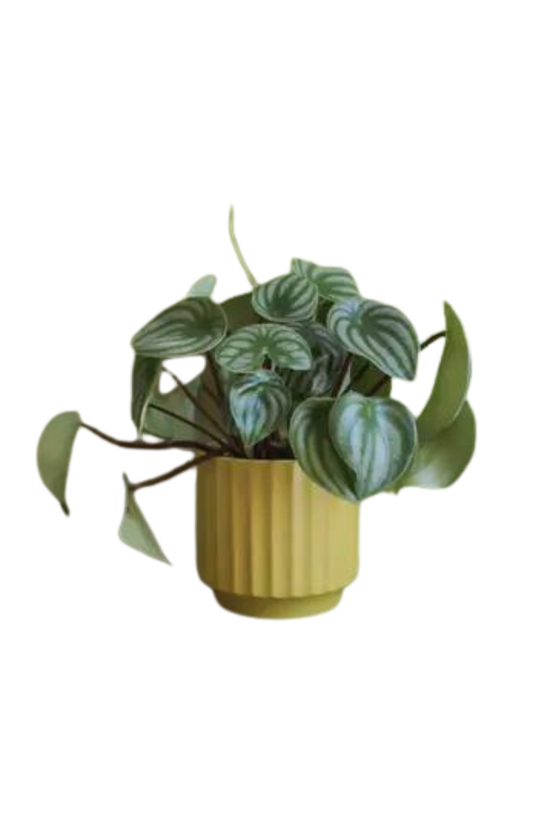 Jungle-Club-Monroe-Pot-Palm-Mustard