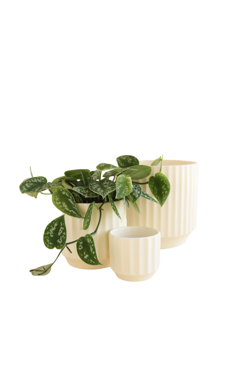 Jungle-Club-Monroe-Pot-in-Vintage-White