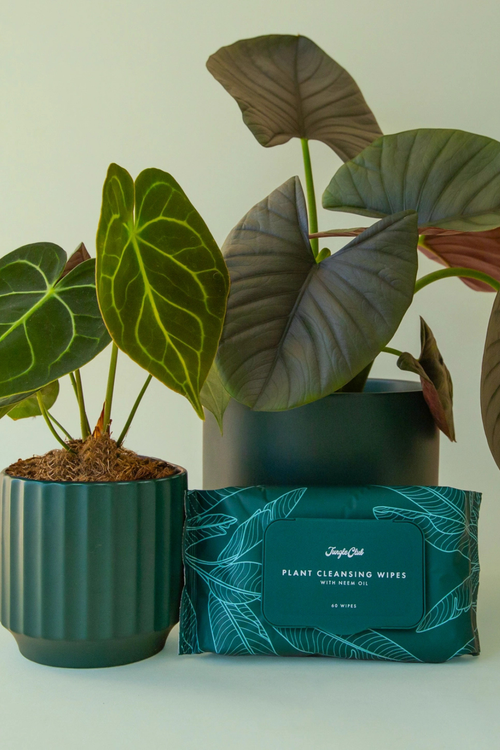 Jungle Club Plant Cleansing Wipes