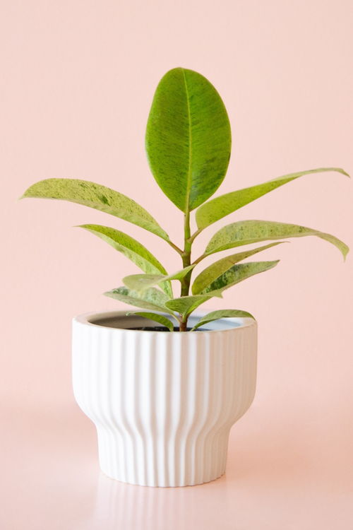 Presley Pedestal Pot in White