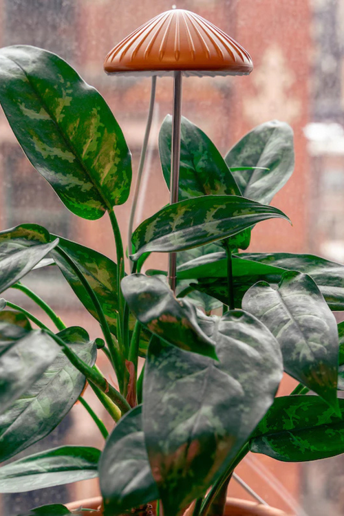 Mushroom Grow Light